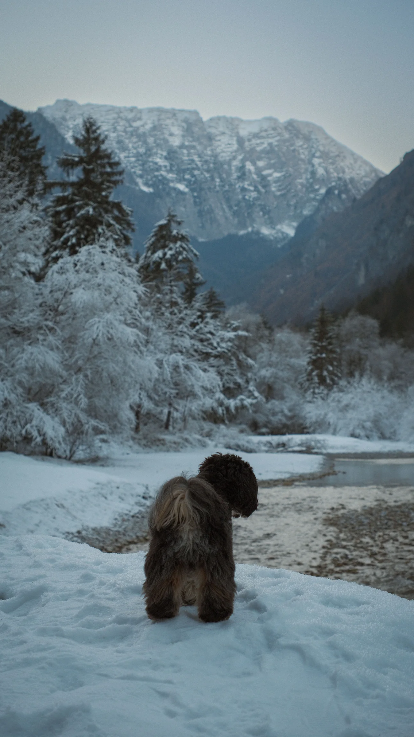 A small dog standing in snow before a vast mountain landscape