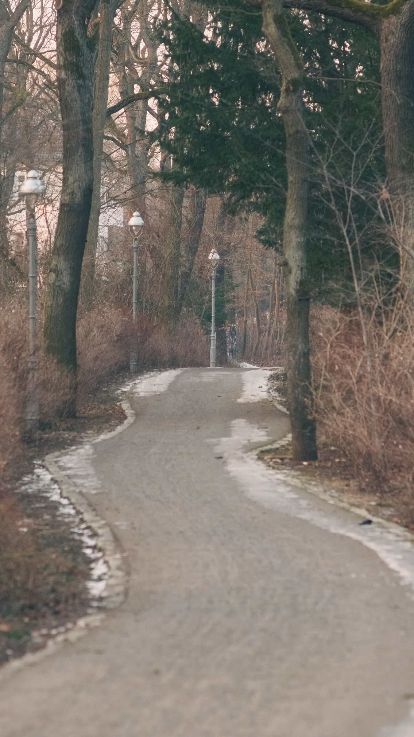 A quiet winter path curving between bare trees and old lamps