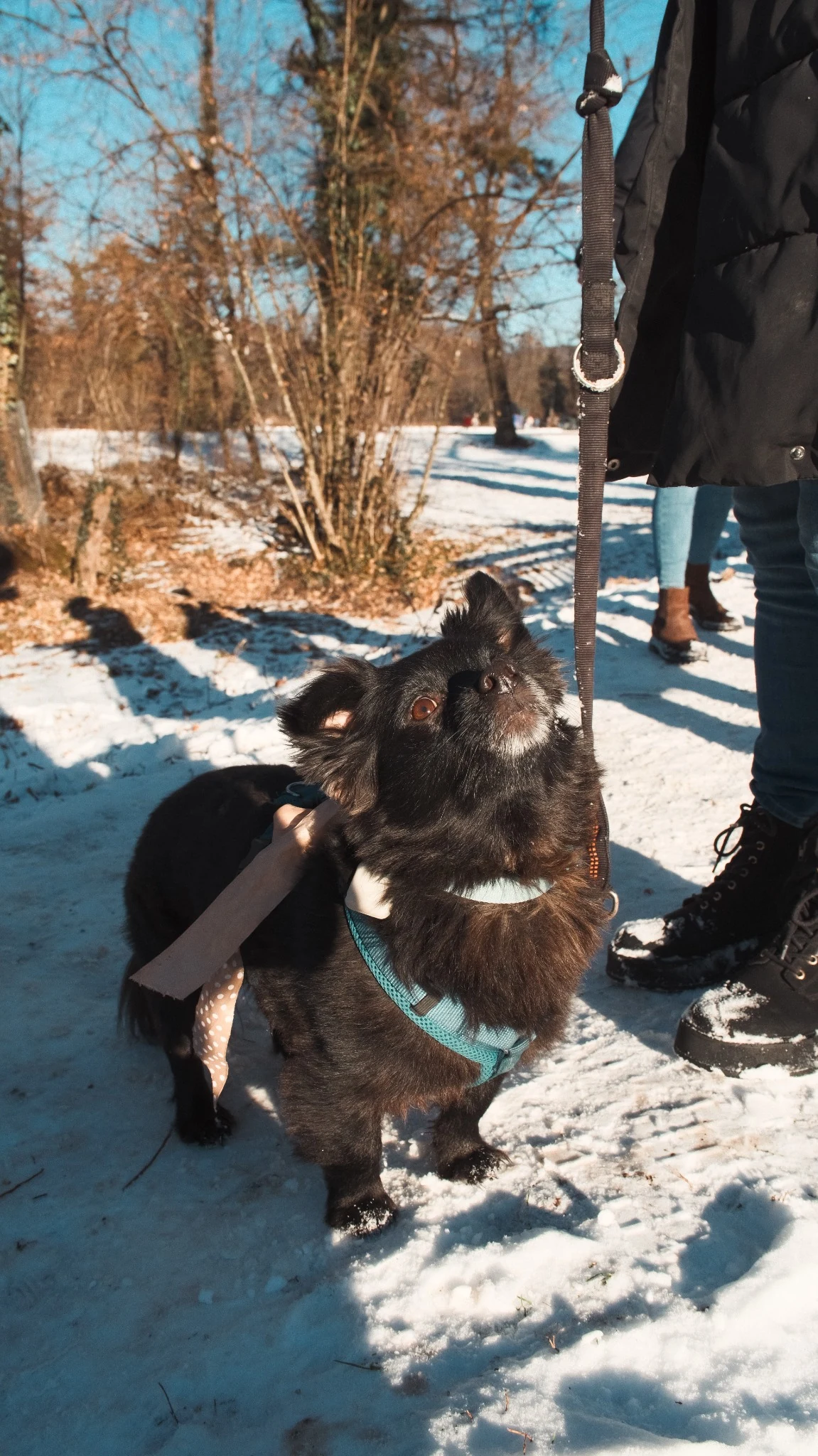 Black dog looking upward during the social walk