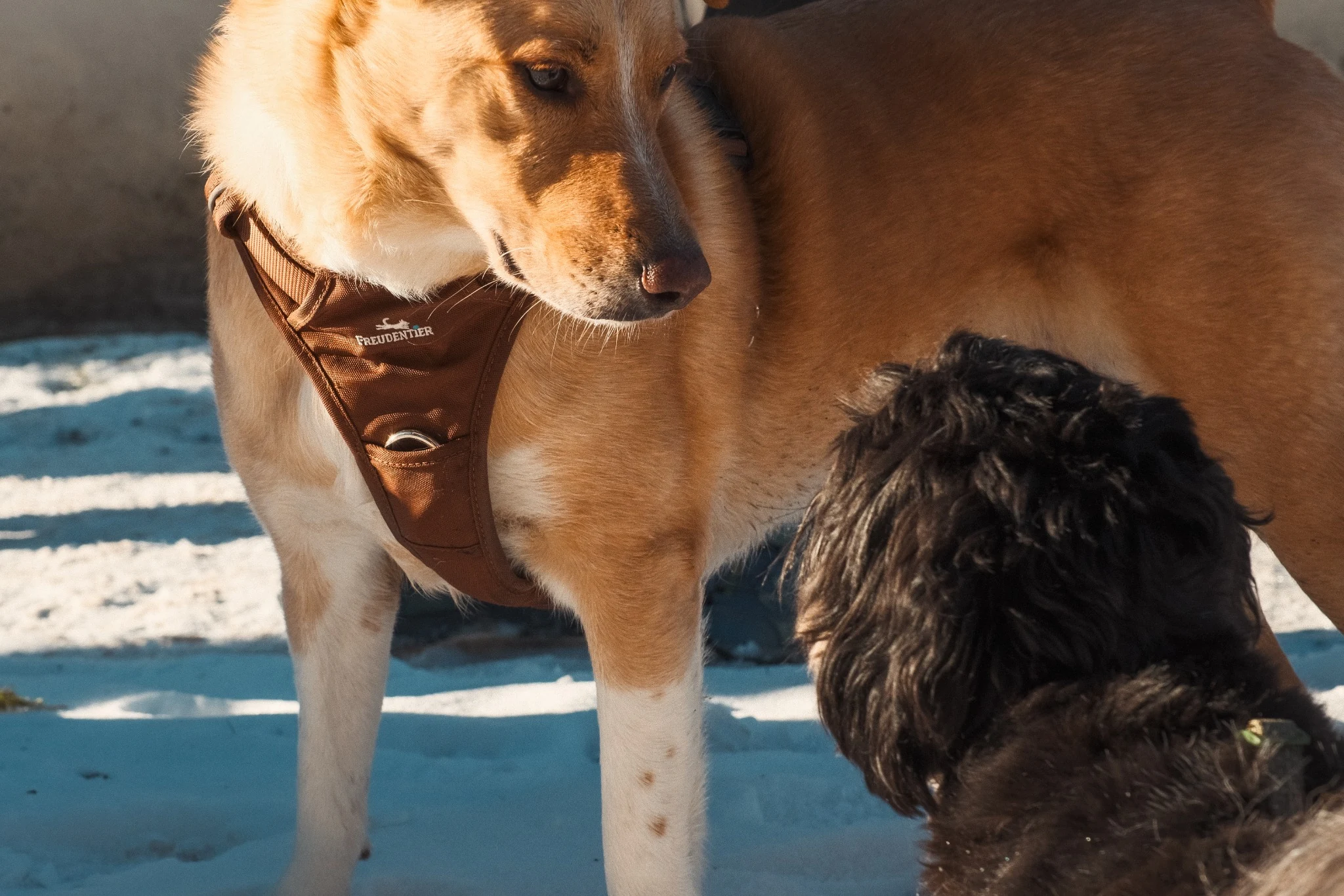 Two dogs meeting nose to nose in the snow