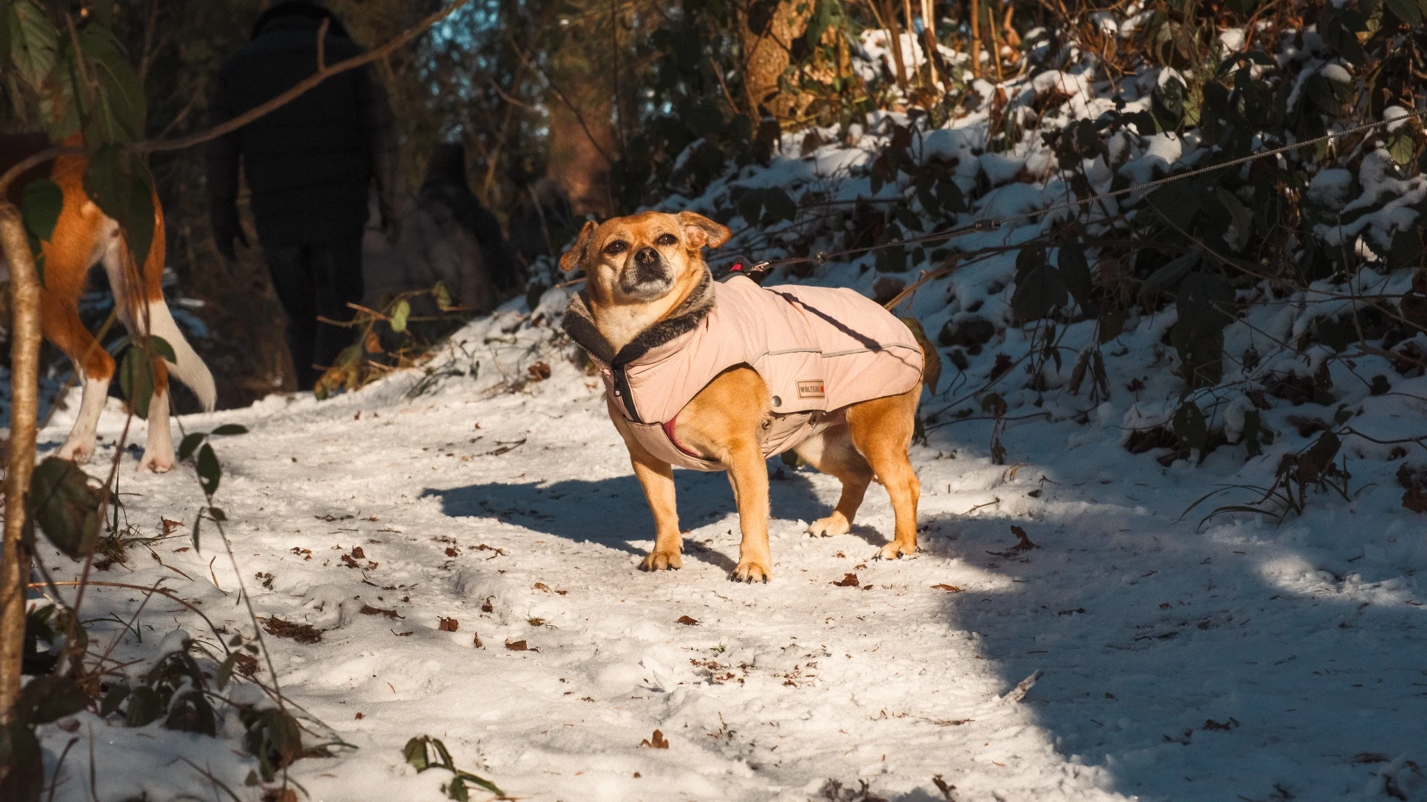 Small dog in a pink jacket standing on a snowy forest path