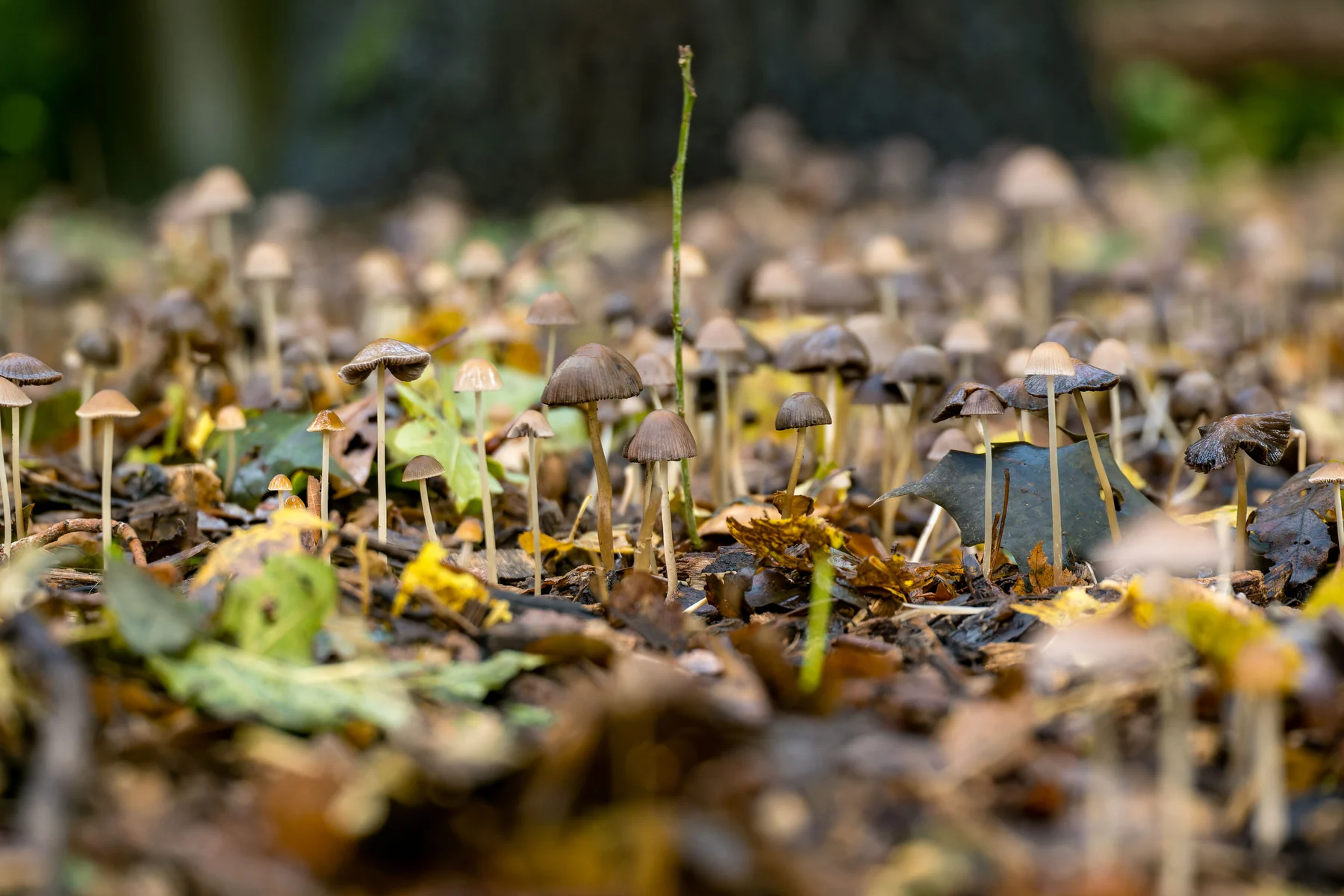 Tiny mushrooms growing together on a forest floor