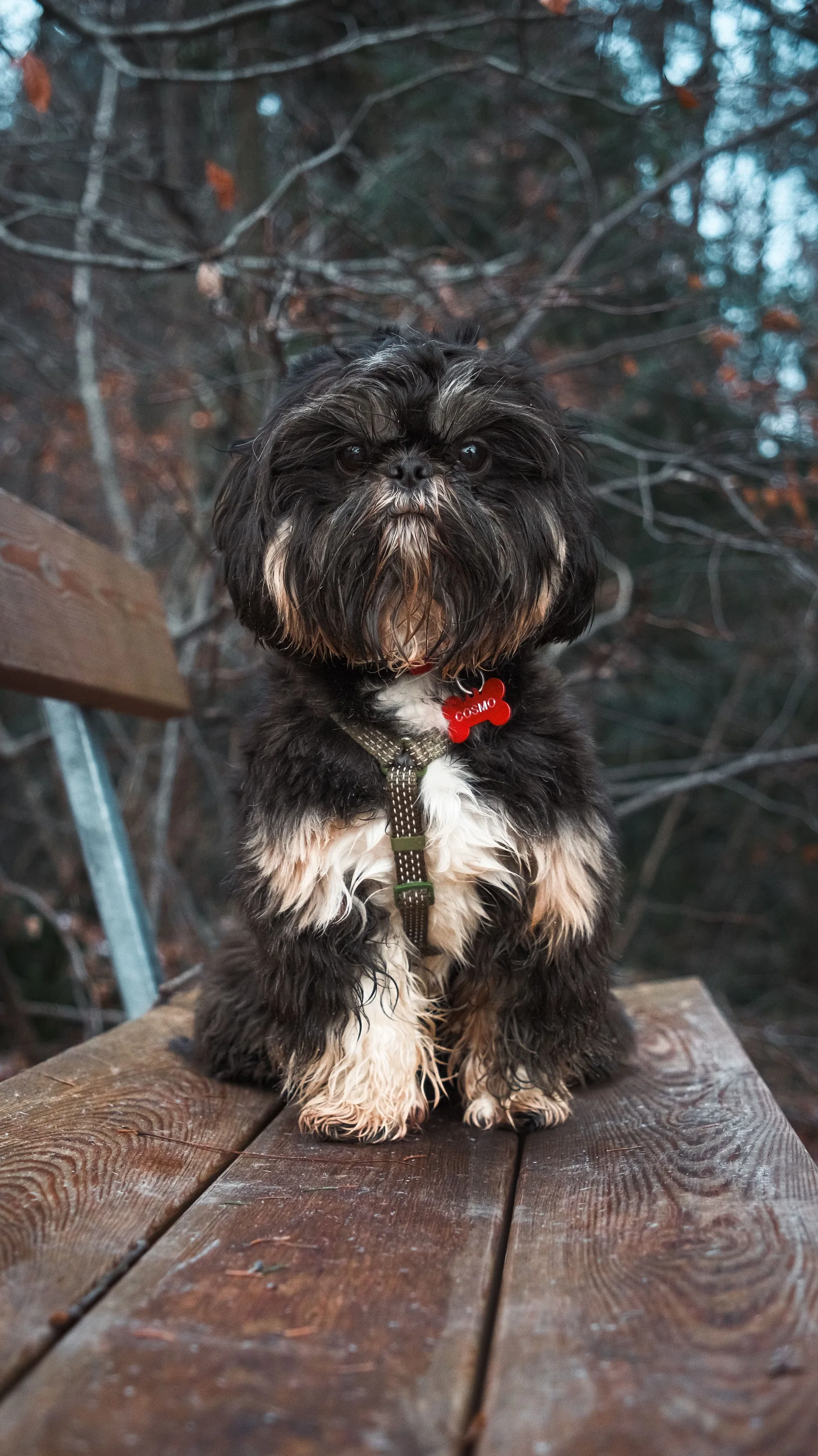 Black and white Shih Tzu named Cosmo sitting on a wooden bench