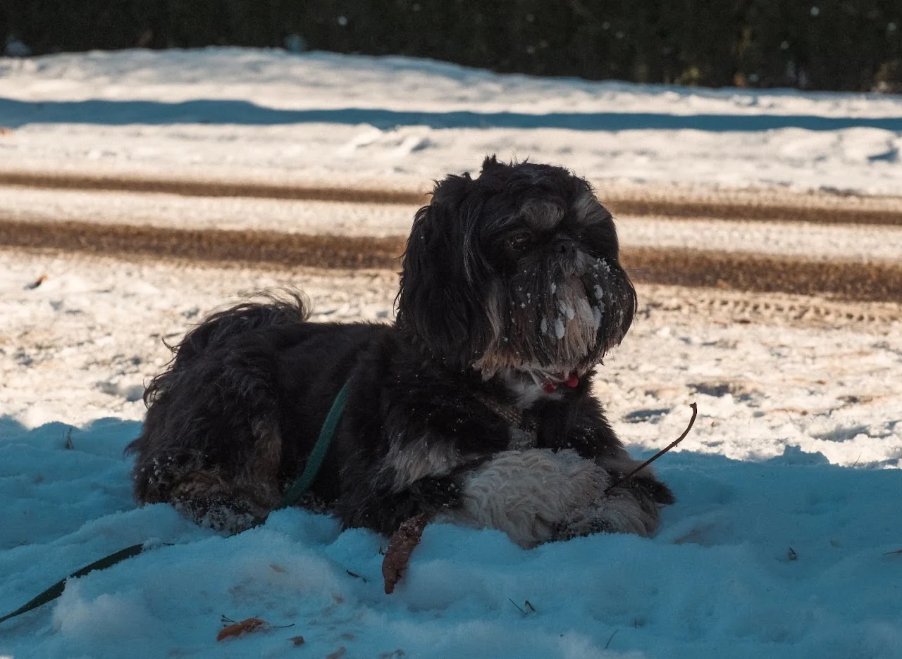 Black dog resting on a snowy beach beside the water