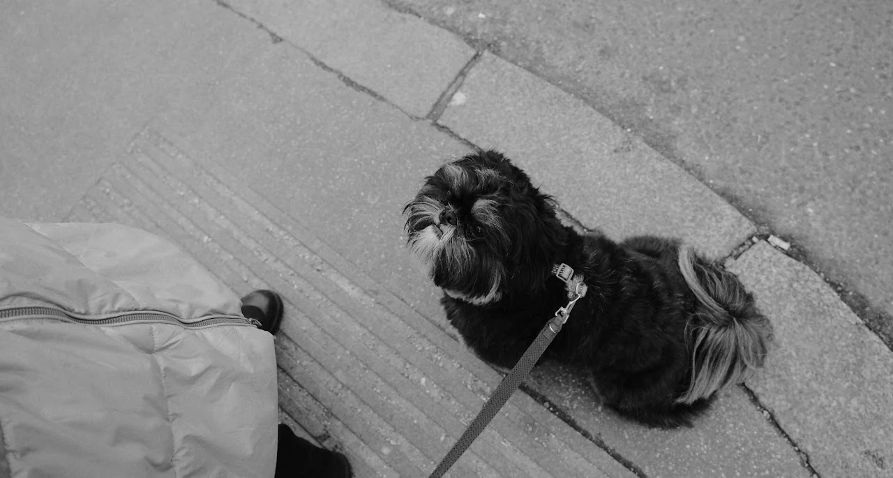 Black-and-white overhead street photograph of Cosmo on a leash