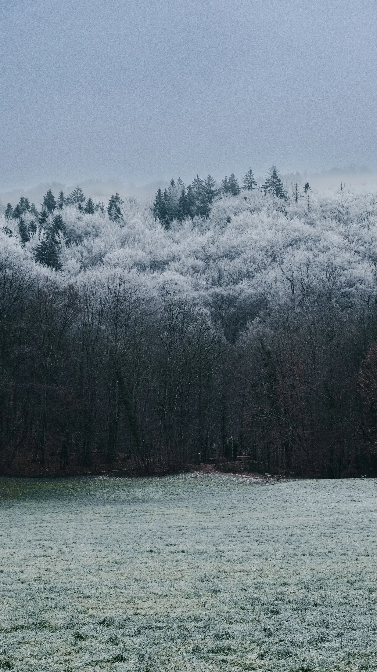 Misty frost-covered winter forest rendered in restrained monochrome tones